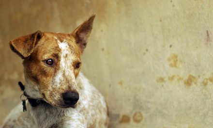 Thousands of dogs tortured to death to be sold as food at this “Festival”