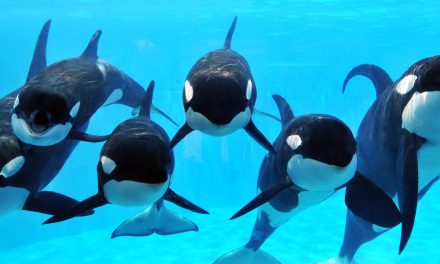 SeaWorld subject of federal probes related to CNN’s ‘Blackfish’ documentary
