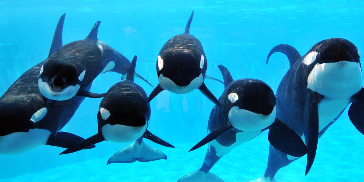 SeaWorld subject of federal probes related to CNN’s ‘Blackfish’ documentary