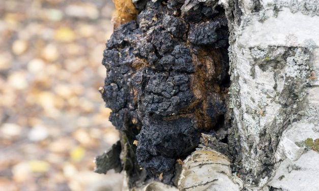 The 5 health benefits of Chaga Mushroom