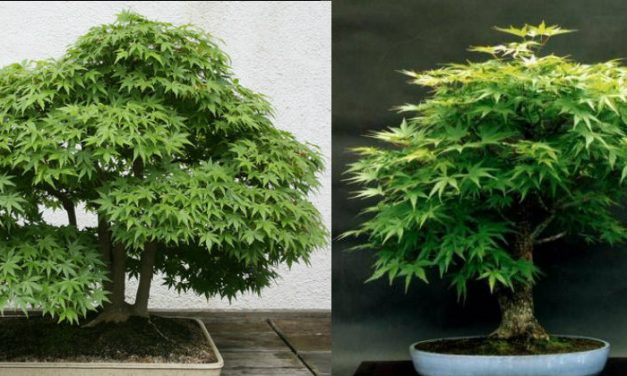 How to grow your own cannabis Bonsai Tree
