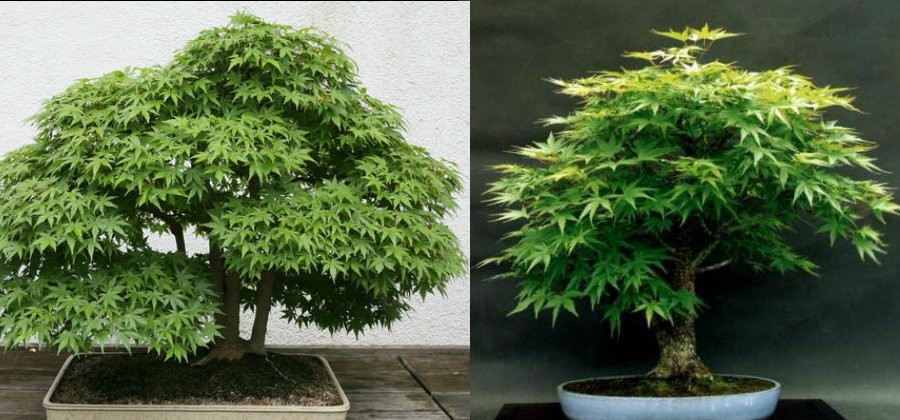 How to grow your own cannabis Bonsai Tree