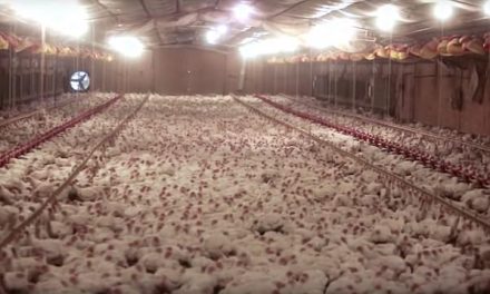 The real reason America’s ‘Frankenchickens’ have to be washed with chlorine