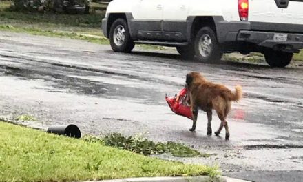 Lost dog carrying a bag of dog food is lost no more!