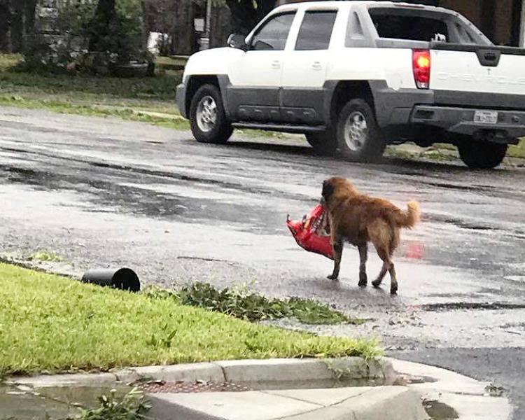 Lost dog carrying a bag of dog food is lost no more!