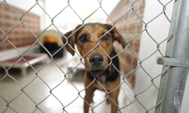 Volusia shelter ‘thrilled’ to receive dogs from path of Hurricane Harvey