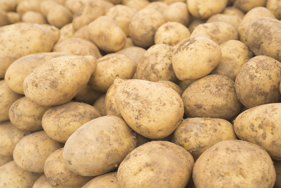 Breaking: Canada approves three types of genetically engineered potatoes