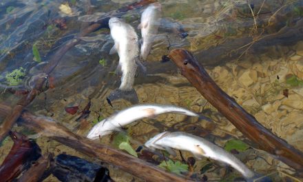 Pesticide Chemical Spill Kills Tens of Thousands of Fish in Virginia