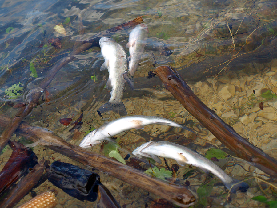 Pesticide Chemical Spill Kills Tens of Thousands of Fish in Virginia