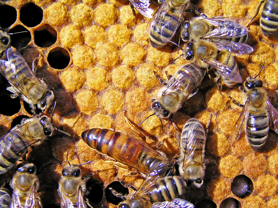 Queen bees are less likely to lay eggs or start a colony after insecticide exposure