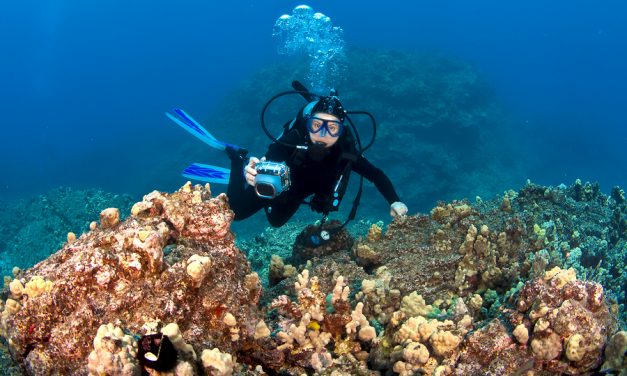 Hawaii seeks to ban toxic chemical sunscreens to save the coral reefs from chemical decimation