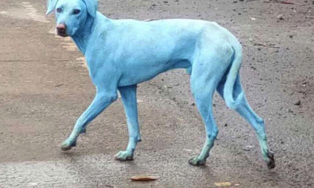 These dogs are turning bright blue and one company is responsible