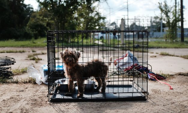 Dozens of pets left behind in Florida to face Irma alone