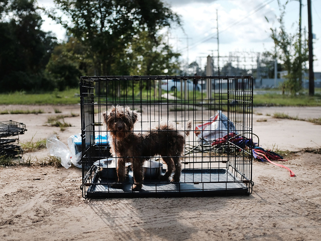 Dozens of pets left behind in Florida to face Irma alone