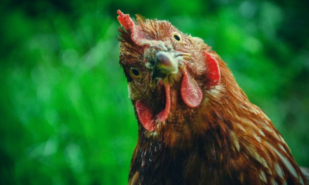 Whole Foods “Free-Range” chicken supplier said to actually run factory farm