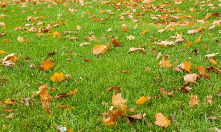 Scientists Urge: Don’t rake your leaves! – Here’s why