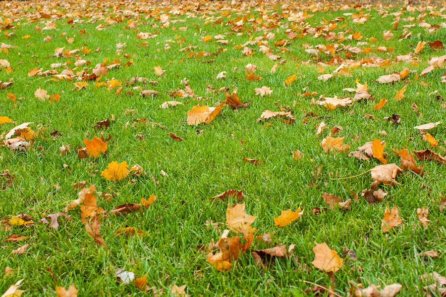 Scientists Urge: Don’t rake your leaves! – Here’s why