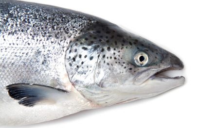 Thousands of farmed raised salmon accidentally released in wild