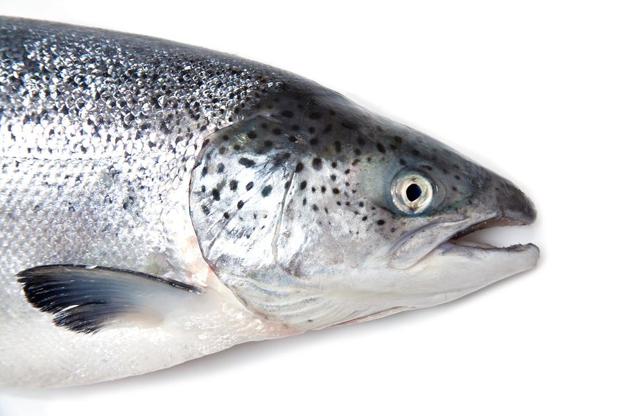 Thousands of farmed raised salmon accidentally released in wild