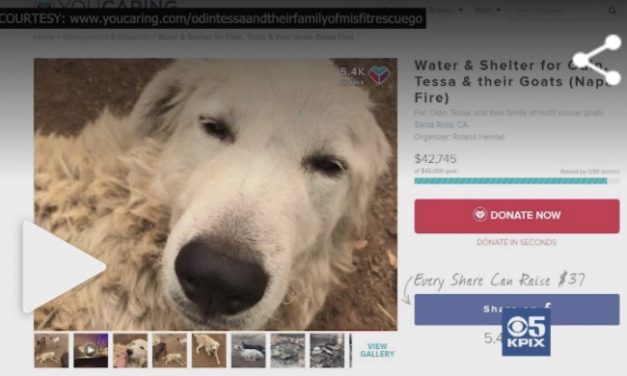 Goat-herding dog refused to abandon flock amid firestorm, miraculously survived