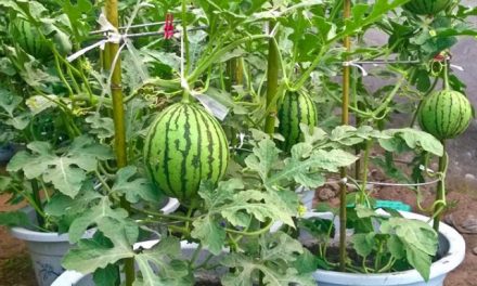 Stop buying watermelons. Expert gardener shares how to grow them in a container right at home