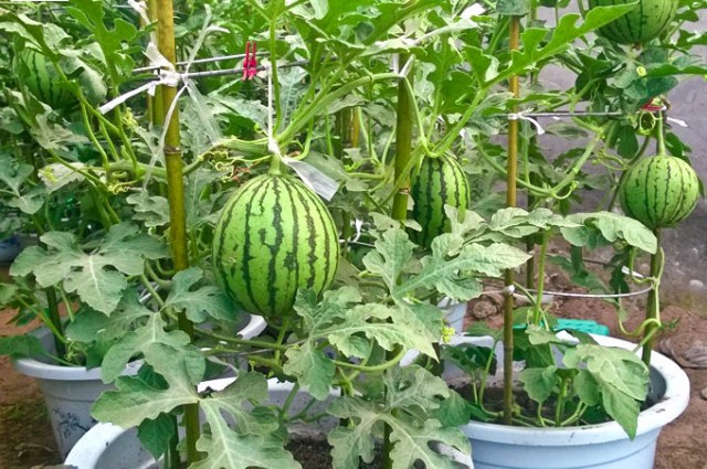 Stop buying watermelons. Expert gardener shares how to grow them in a container right at home