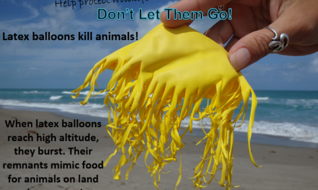 Stop releasing your balloons into the air, here’s the frightening reason why
