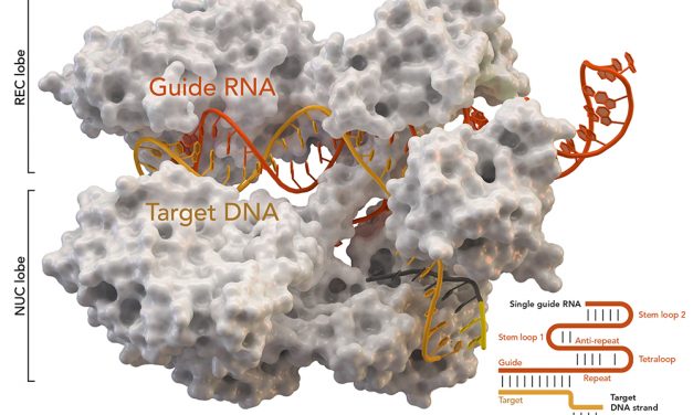 CRISPR gene editing can cause hundreds of unintended mutations