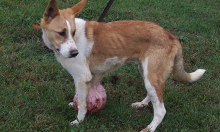 Dog with 6-pound tumor rescued just in time after being abandoned at a kill shelter