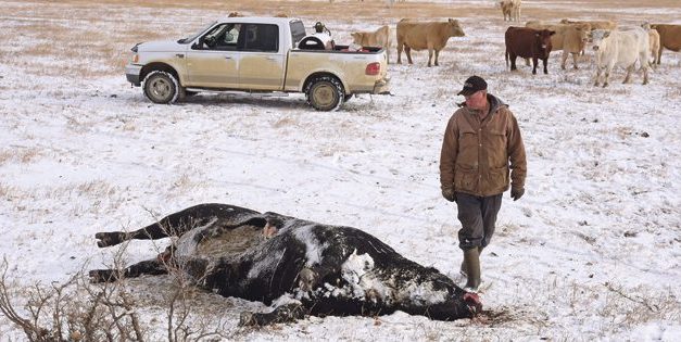 Dumped canola kills cattle, but who would do such a thing?