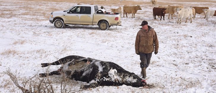Dumped canola kills cattle, but who would do such a thing?