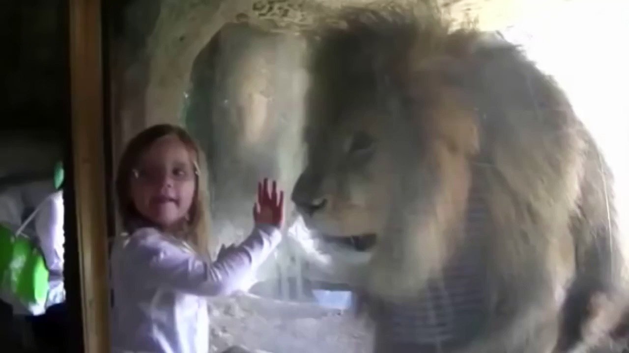 Zoo lion’s response to little girl’s kiss is proof animals don’t belong in captivity [Video]