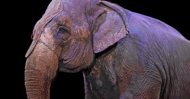 Victory! Michael Creed announces ban on wild-animal circuses in Ireland