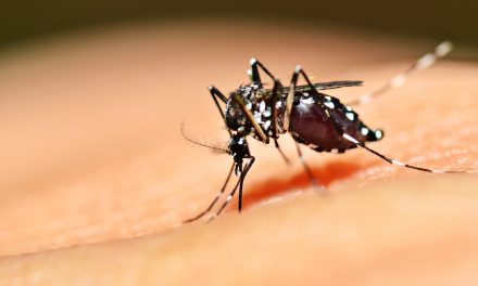 US government approves ‘killer’ mosquitoes to fight disease