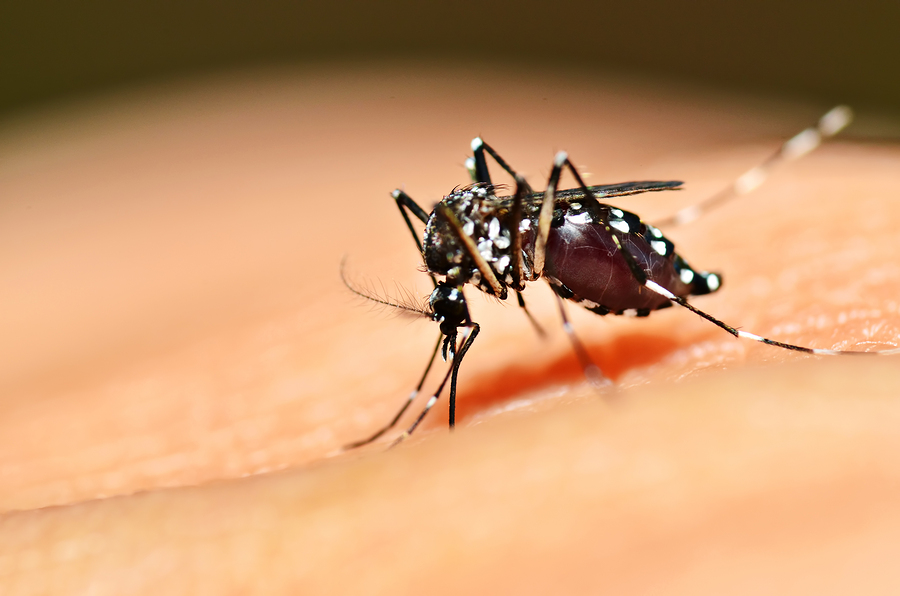 US government approves ‘killer’ mosquitoes to fight disease
