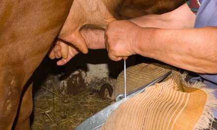 The FDA’s crackdown on raw milk