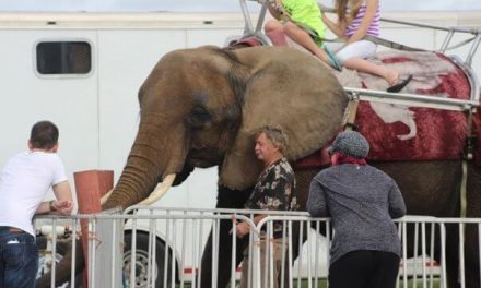 Long-suffering Nosey the Elephant will finally be in caring hands