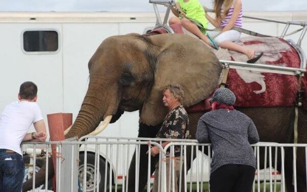 Long-suffering Nosey the Elephant will finally be in caring hands