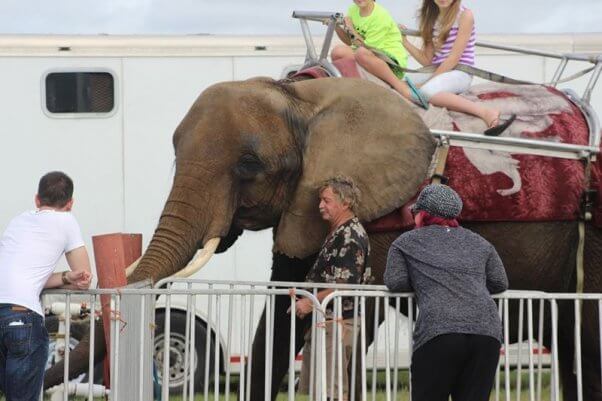 Long-suffering Nosey the Elephant will finally be in caring hands