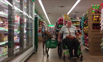 Service dog helps with grocery shopping
