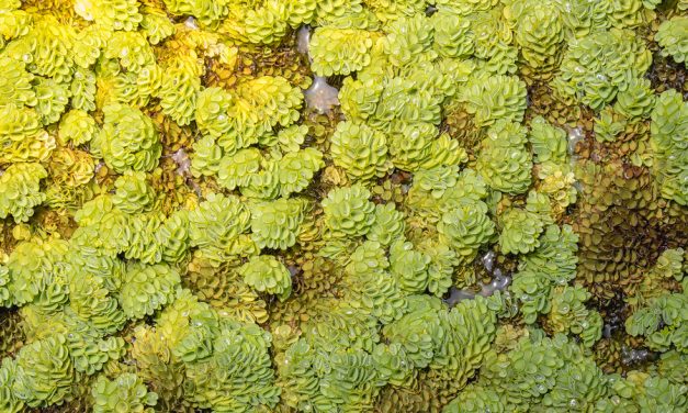 NBC: Doctor researching cancer says common plant may hold cancer cure