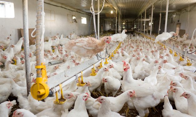 FDA admits chicken meat contains cancer-causing arsenic