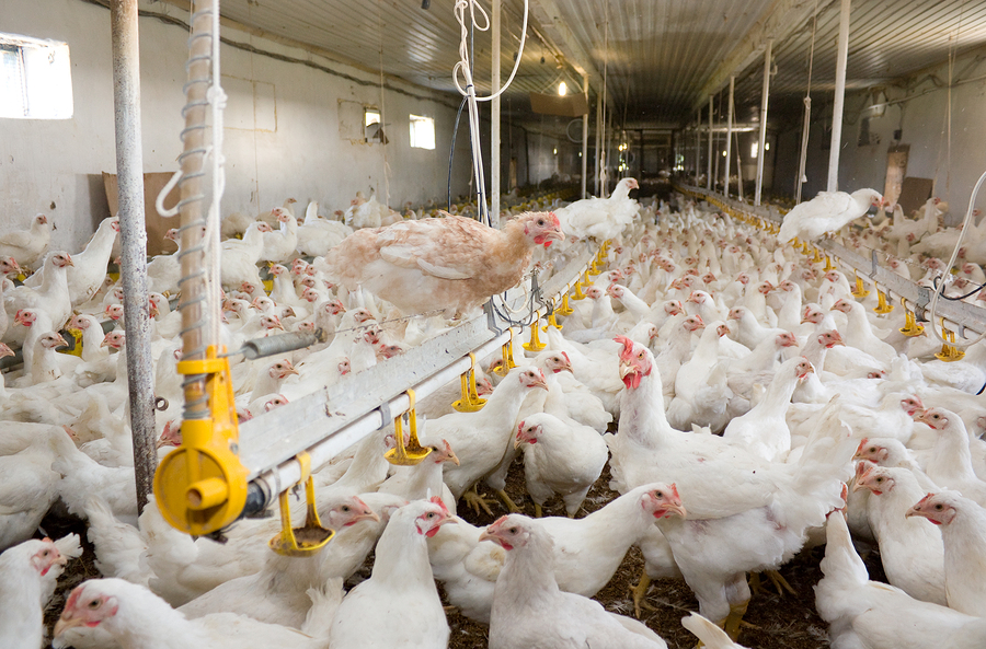FDA admits chicken meat contains cancer-causing arsenic