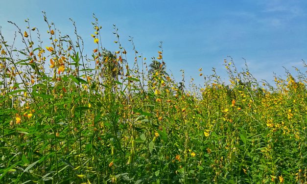 Wild hemp grows everywhere in this U.S. state. The truth about hemp most people don’t realize