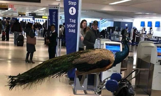 Fox: Woman denied emotional support peacock on United flight