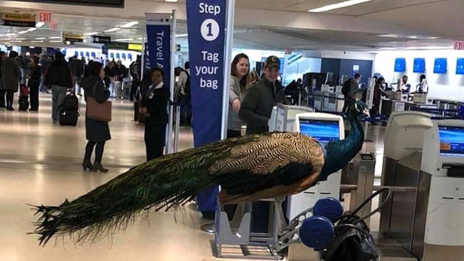 Fox: Woman denied emotional support peacock on United flight