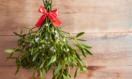 Mistletoe extract beats chemotherapy against colon cancer cells