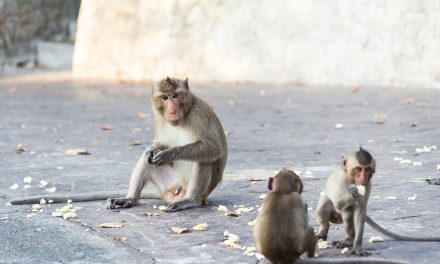 Monkeys in Florida have deadly herpes, so please don’t touch them