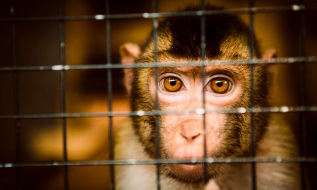 NPR: German carmakers gas humans & monkeys in secret inhumane tests, chief suspended