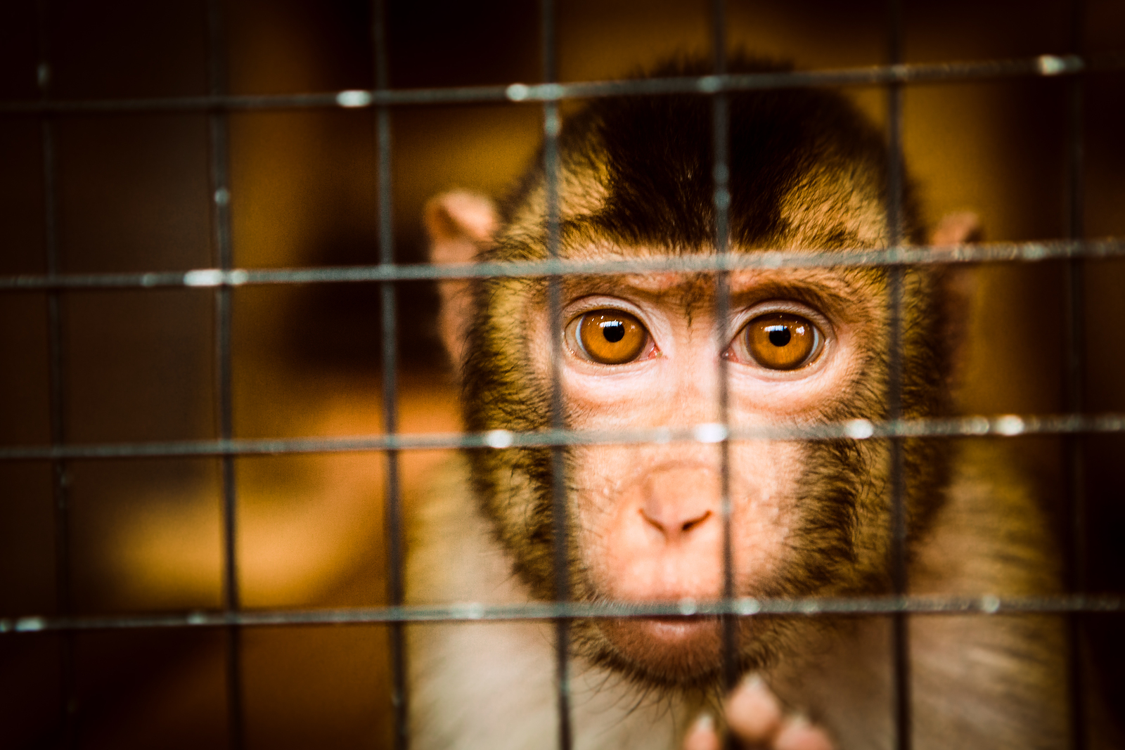 NPR: German carmakers gas humans & monkeys in secret inhumane tests, chief suspended